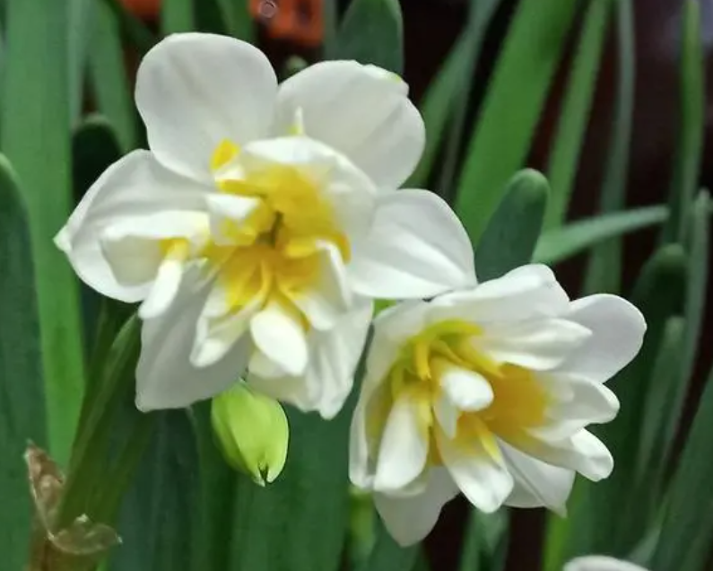 水仙花喜欢阳光吗