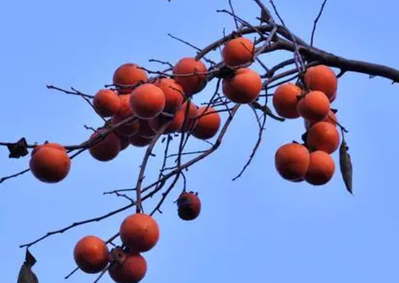 柿子树喜欢阳光吗