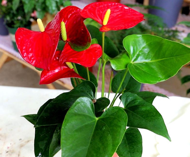 红掌花喜欢阳光吗