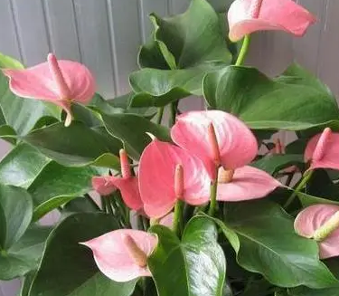 粉掌怎么养才能更旺盛