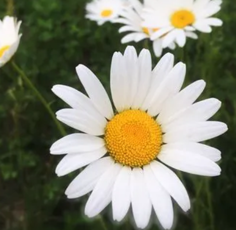 小雏菊怎么养才能更旺盛