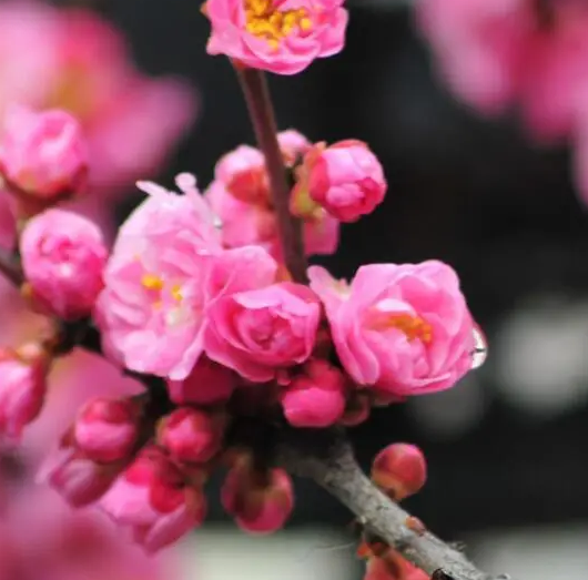 梅花喜欢阳光吗