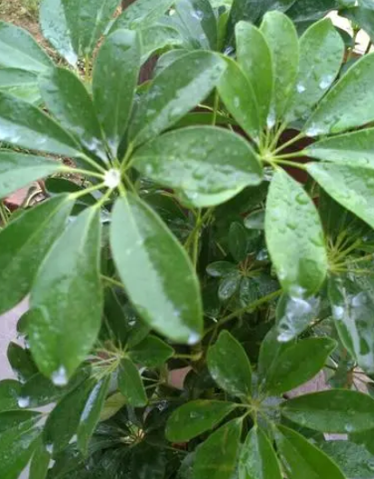 鹅掌怎么养才能更旺盛