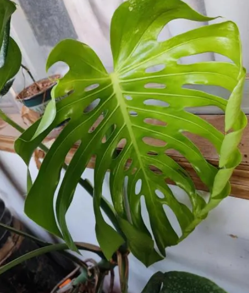 龟背竹喜欢阳光吗