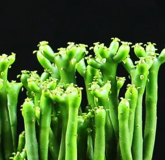 珊瑚棍喜欢阳光吗
