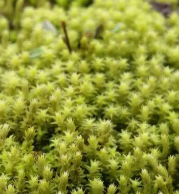 苔藓生长温度是多少度