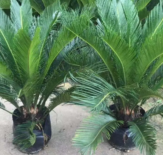 铁树生长温度是多少度
