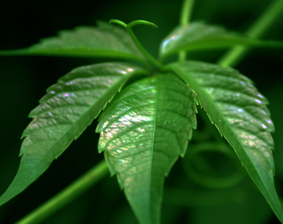 植物生长温度是多少度