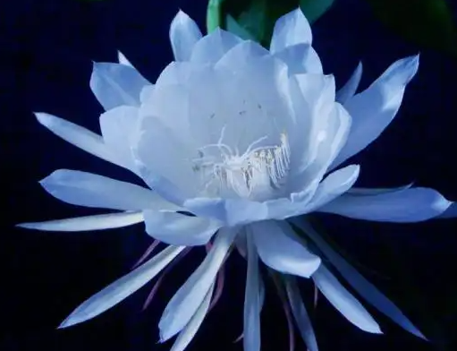 昙花喜欢阳光吗
