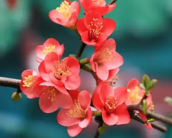 海棠花喜欢阳光吗