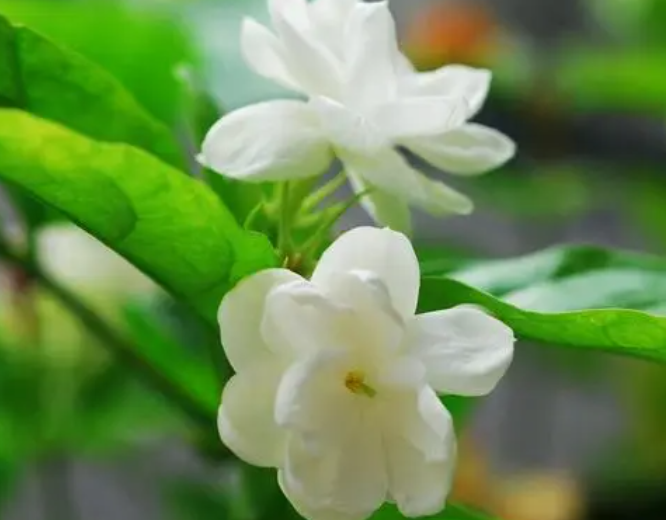 茉莉生长温度是多少度