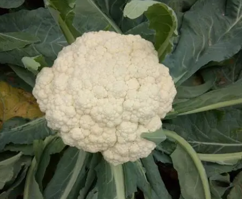 菜花生长温度是多少度