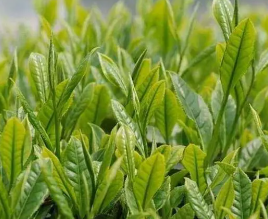 茶树生长温度是多少度