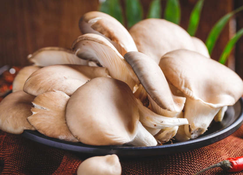 平菇喜欢阳光吗