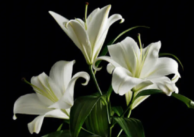 百合喜欢阳光吗