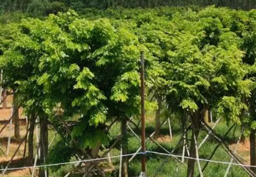 黄花梨生长温度是多少度
