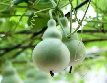 葫芦喜欢阳光吗