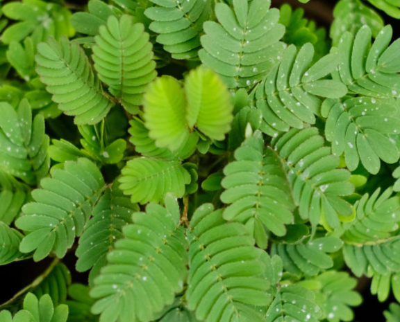 含羞草喜欢阳光吗