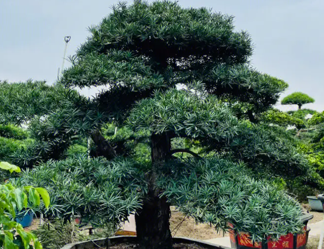 罗汉松生长温度是多少度