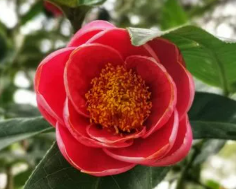 茶花喜欢阳光吗