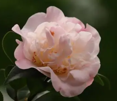 山茶花喜欢阳光吗