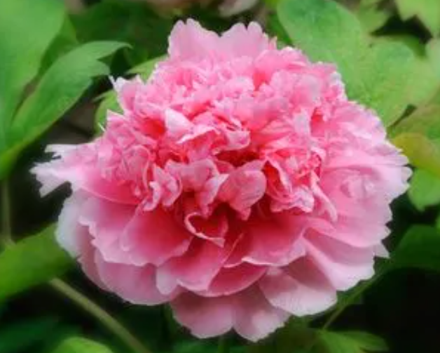 牡丹花喜欢阳光吗