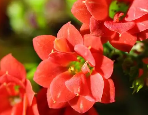 红星高照花喜欢阳光吗