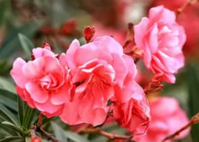 红竹花喜欢阳光吗