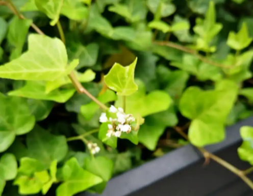 常春藤喜欢阳光吗