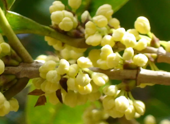 桂花喜欢阳光吗