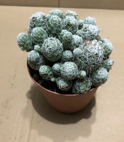 仙人球喜欢阳光吗