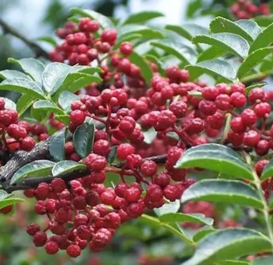 花椒树喜欢阳光吗