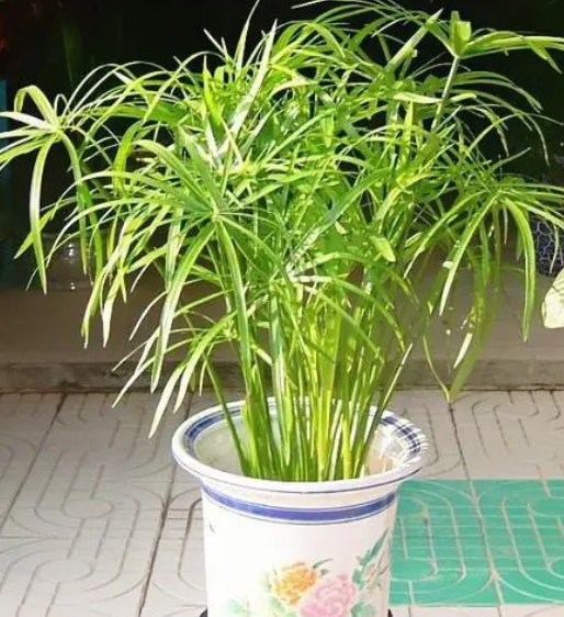水竹喜欢阳光吗