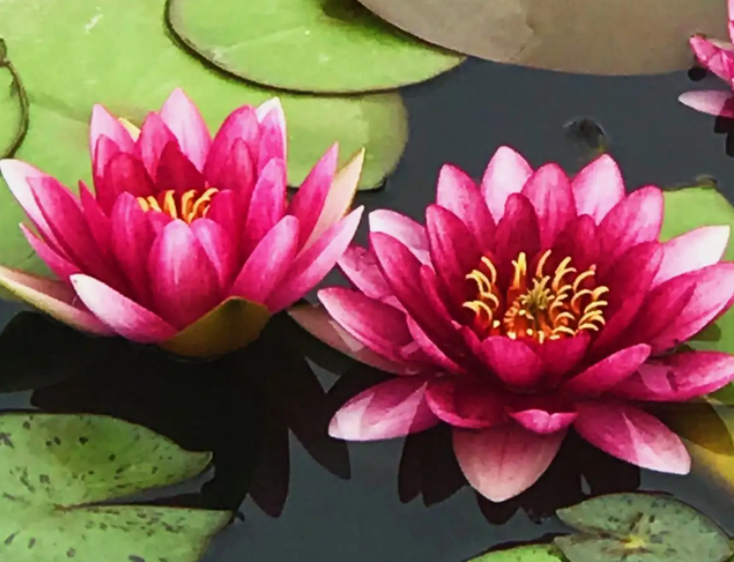 睡莲喜欢阳光吗 是喜阳植物吗