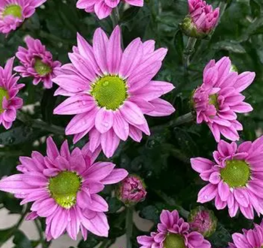 美人菊喜欢阳光吗