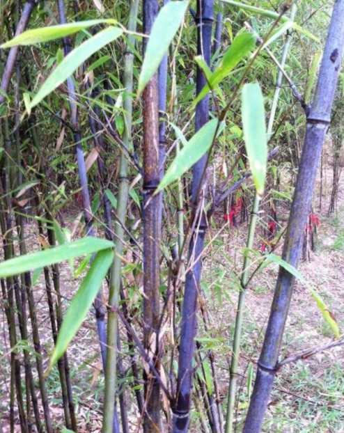 紫竹喜欢阳光吗