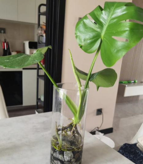 水培龟背竹怎么养才能更旺盛
