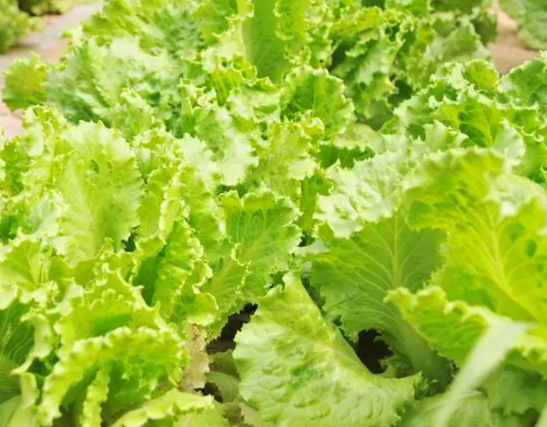 生菜喜欢阳光吗
