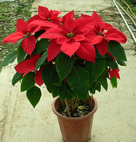 一品红喜欢阳光吗
