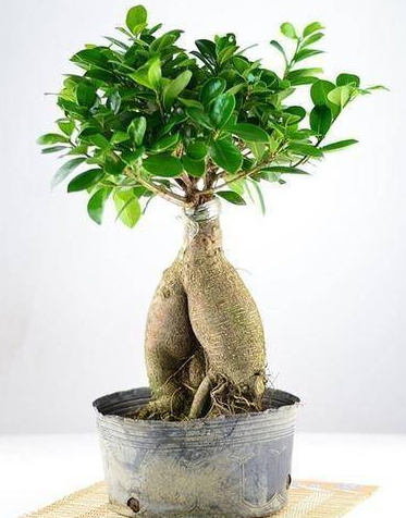 人参榕喜欢阳光吗