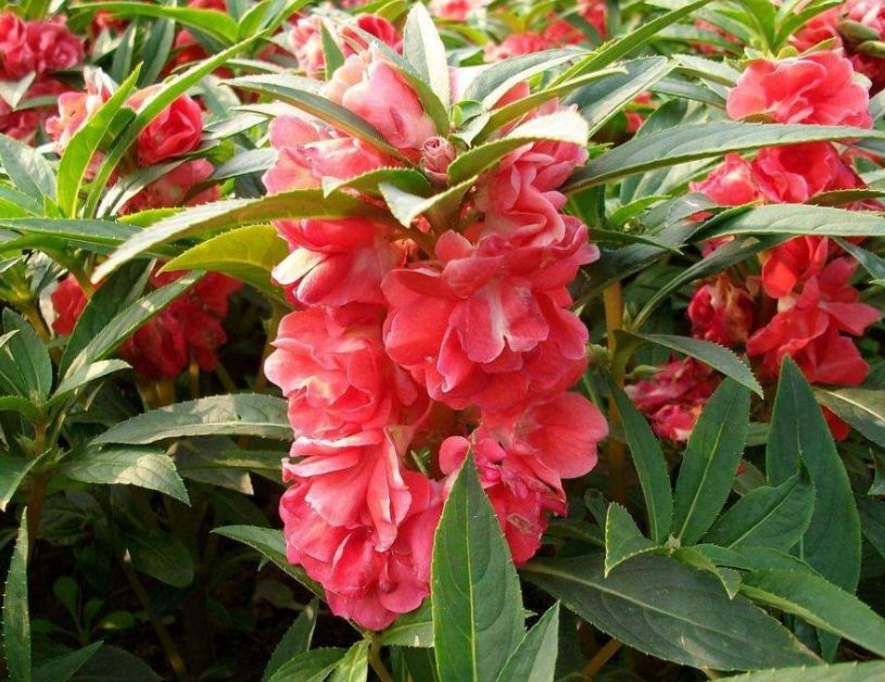 凤仙花喜欢阳光吗