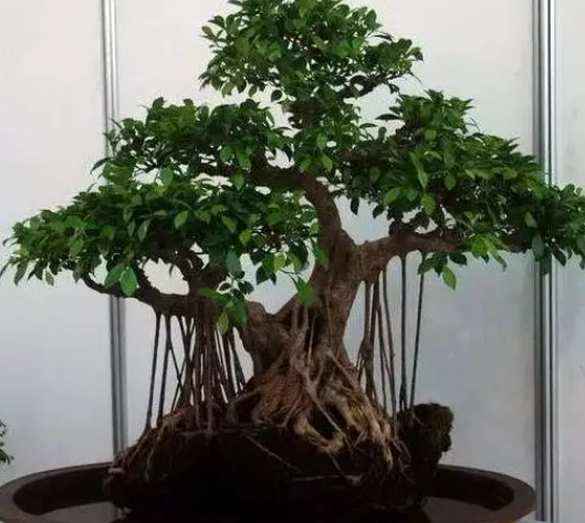 榕树盆景喜欢阳光吗