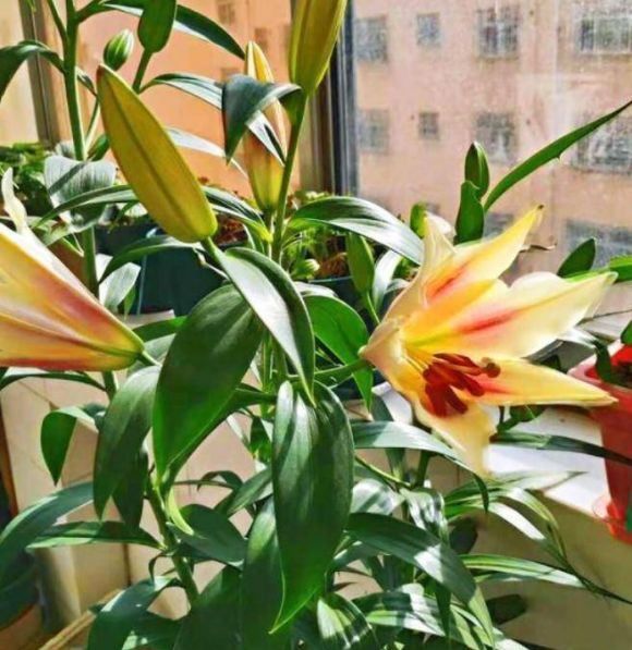 盆栽百合花喜欢阳光吗