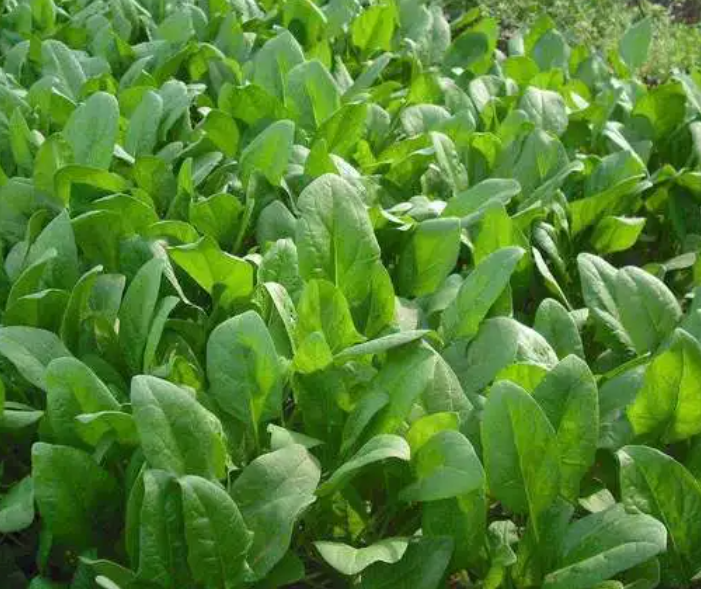 菠菜喜欢阳光吗