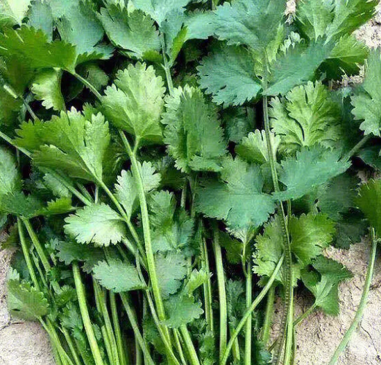 香菜喜欢阳光吗