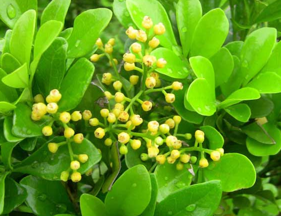 米兰花喜欢阳光吗