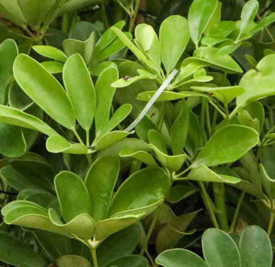 鸭爪木喜欢阳光吗