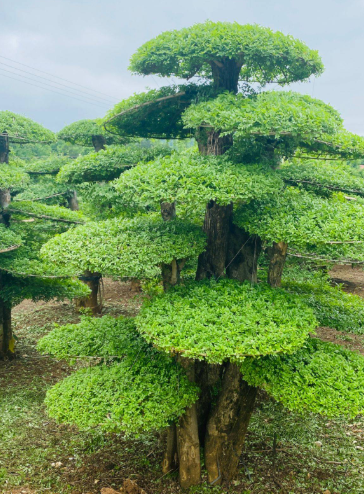 对节白蜡不发芽怎么办