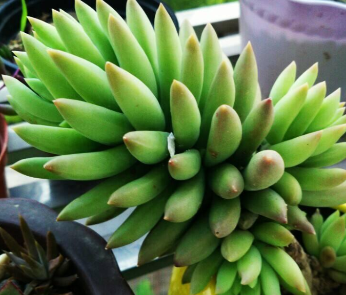 千佛手徒长怎么办