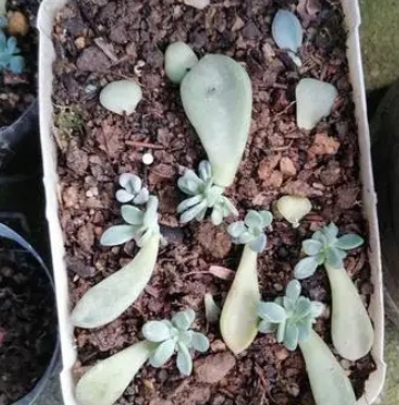 叶插苗徒长怎么办